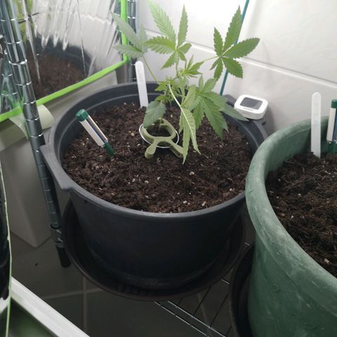 Royal Dwarf Auto growlog photo: okay, cool