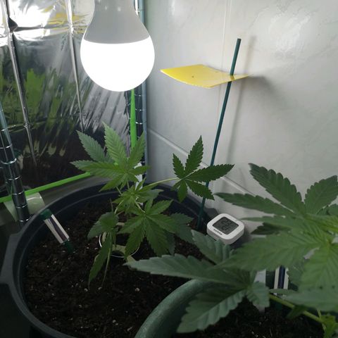 Royal Dwarf Auto growlog photo: okay, cool