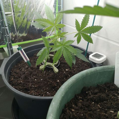 Royal Dwarf Auto growlog photo: okay, cool