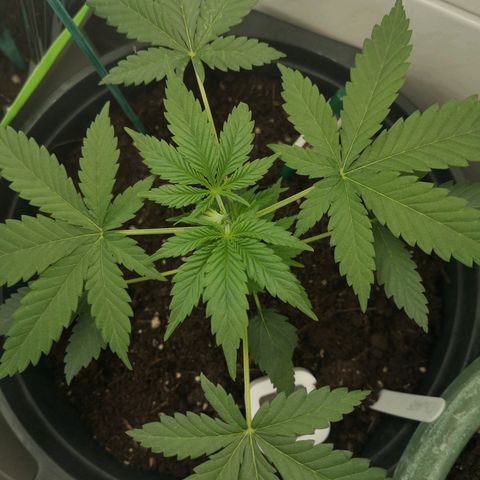 Royal Dwarf Auto growlog timeline photo
