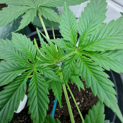 Royal Dwarf Auto growlog timeline photo