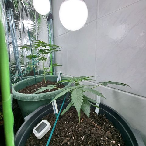 Royal Dwarf Auto growlog timeline photo