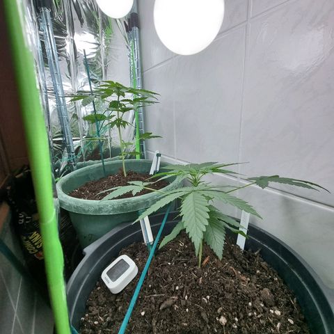Royal Dwarf Auto growlog timeline photo