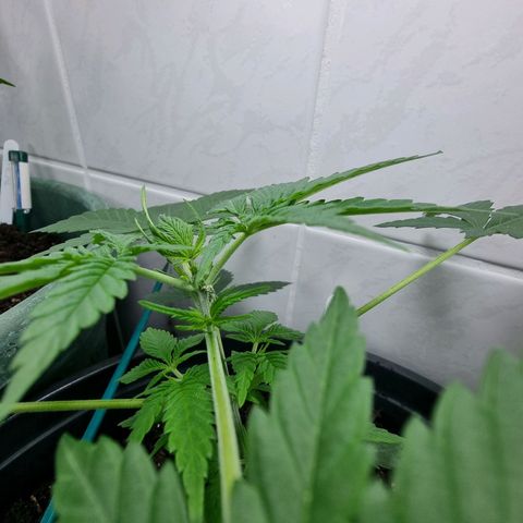 Royal Dwarf Auto growlog timeline photo
