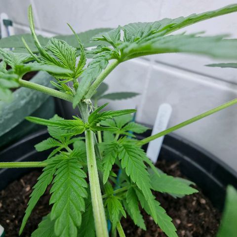 Royal Dwarf Auto growlog timeline photo