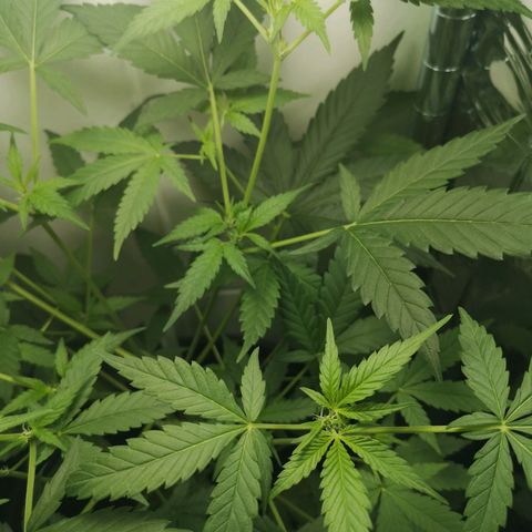 Royal Dwarf Auto growlog timeline photo