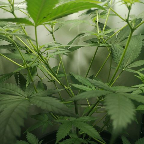 Royal Dwarf Auto growlog timeline photo