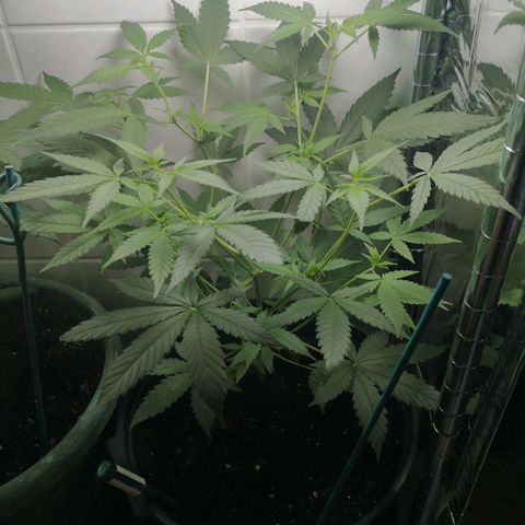 Royal Dwarf Auto growlog timeline photo