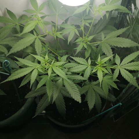 Royal Dwarf Auto growlog timeline photo