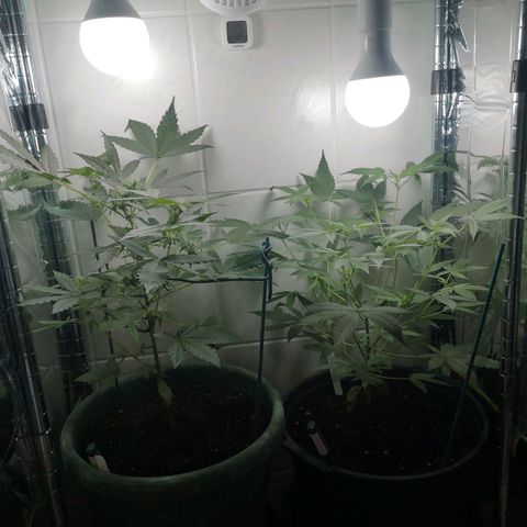 Royal Dwarf Auto growlog timeline photo