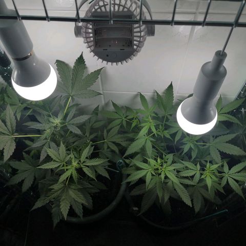 Royal Dwarf Auto growlog timeline photo