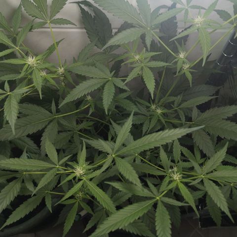 Royal Dwarf Auto growlog timeline photo