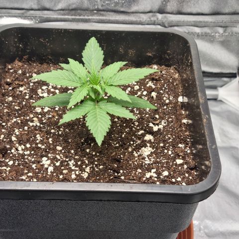 Amber growlog timeline photo