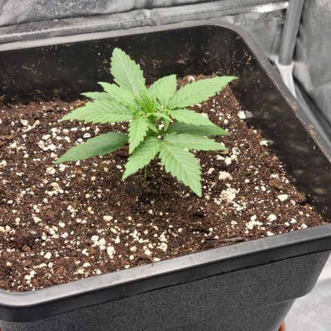 Amber growlog timeline photo