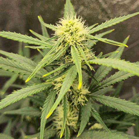 Amber growlog timeline photo
