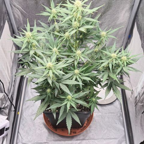 Amber growlog timeline photo
