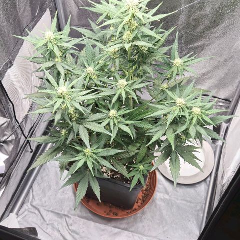 Amber growlog timeline photo