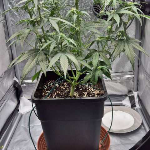 Amber growlog timeline photo