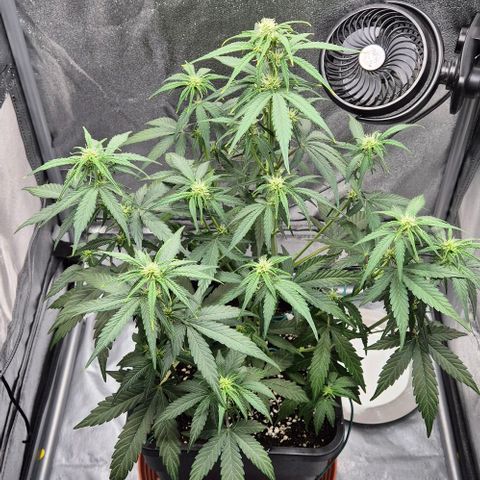 Amber growlog timeline photo
