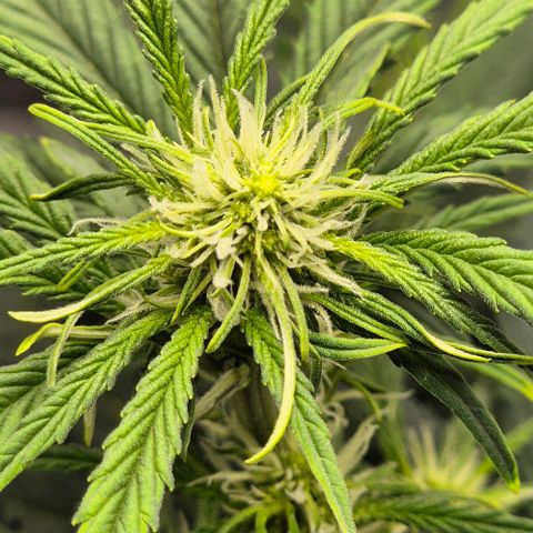 Amber growlog timeline photo