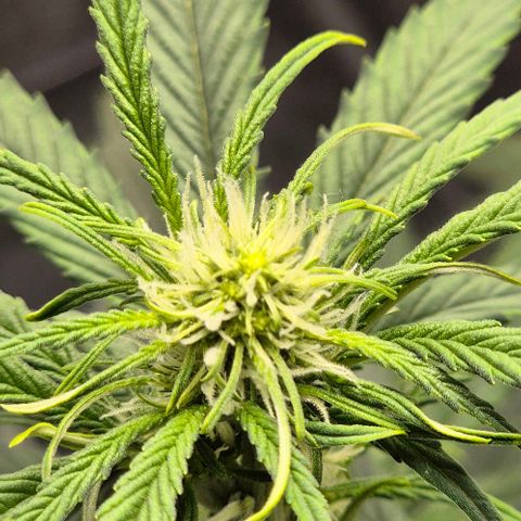 Amber growlog timeline photo