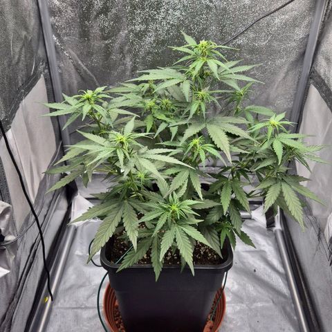 Amber growlog timeline photo