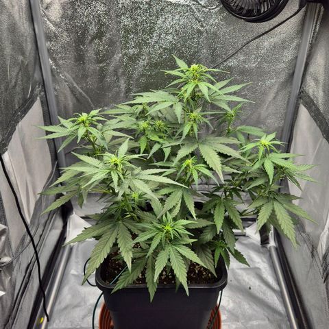 Amber growlog timeline photo