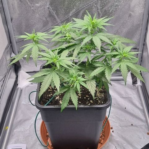 Amber growlog timeline photo
