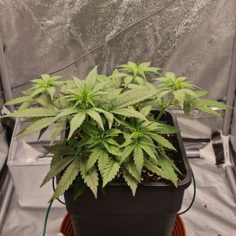Amber growlog timeline photo