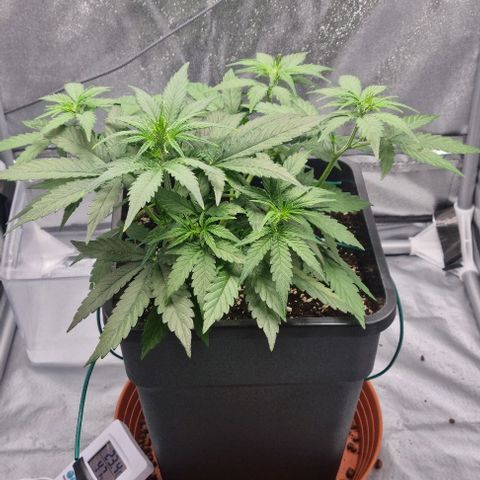 Amber growlog timeline photo