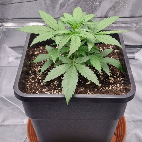 Amber growlog timeline photo