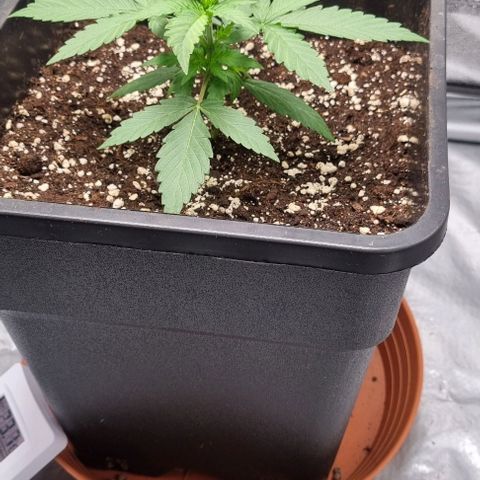 Amber growlog timeline photo