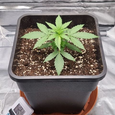 Amber growlog timeline photo