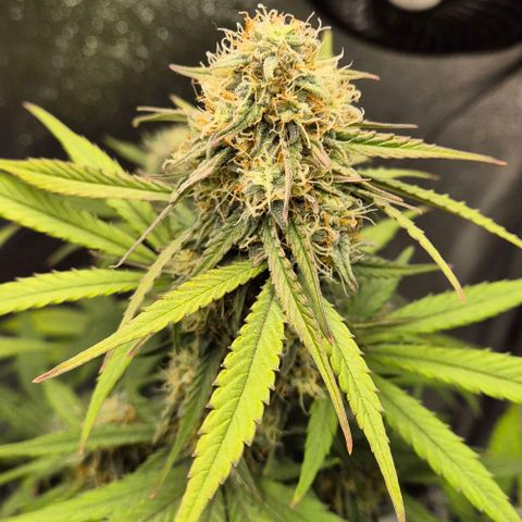 Amber growlog timeline photo