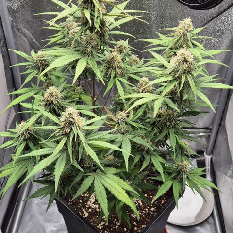 Amber growlog timeline photo