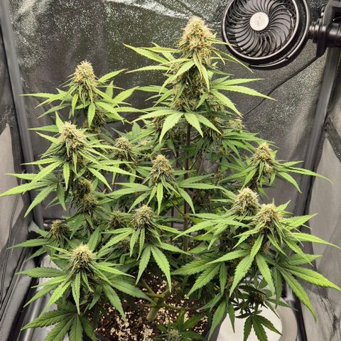 Amber growlog timeline photo