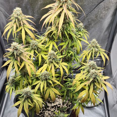 Amber growlog timeline photo