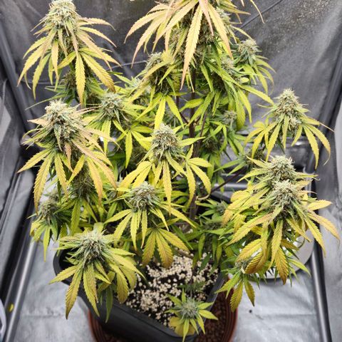 Amber growlog timeline photo