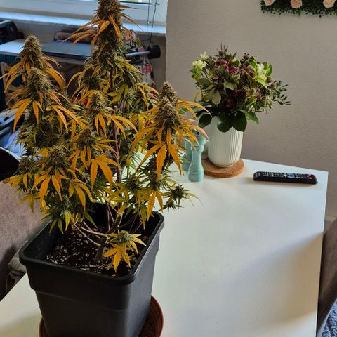 Amber growlog timeline photo