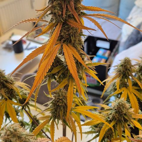 Amber growlog timeline photo