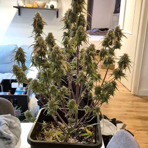 Amber growlog timeline photo