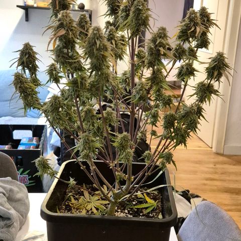 Amber growlog timeline photo