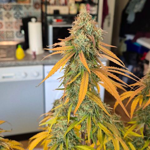 Amber growlog timeline photo