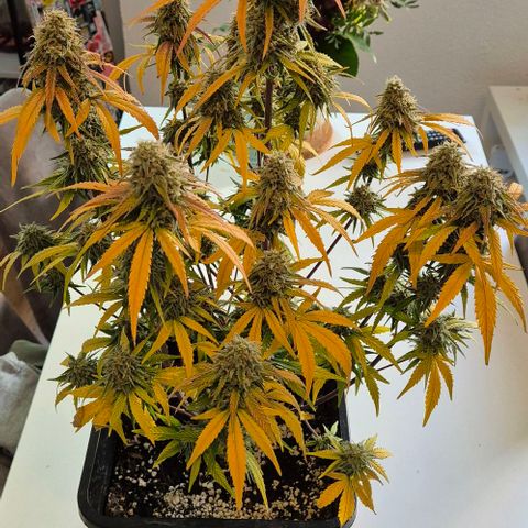 Amber growlog timeline photo