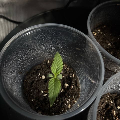 Watermelon Zkittlez #1 growlog timeline photo