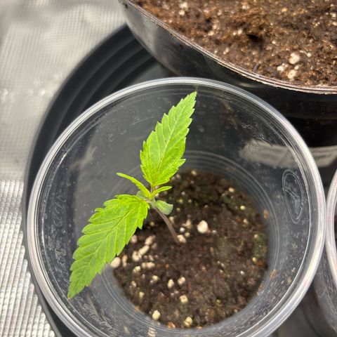 Watermelon Zkittlez #1 growlog timeline photo