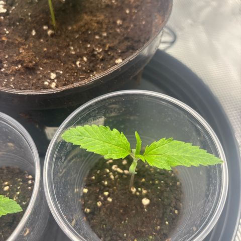 Watermelon Zkittlez #1 growlog timeline photo