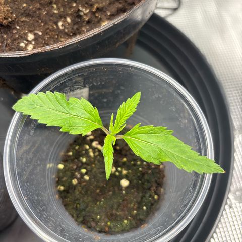 Watermelon Zkittlez #1 growlog timeline photo