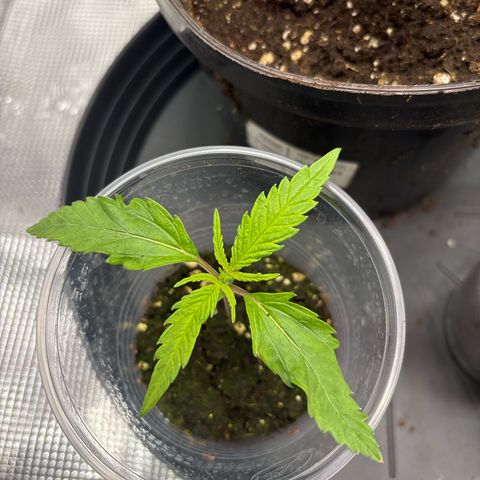 Watermelon Zkittlez #1 growlog timeline photo