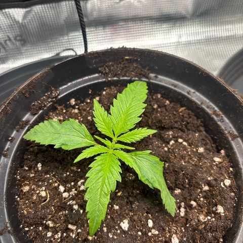 Watermelon Zkittlez #1 growlog timeline photo